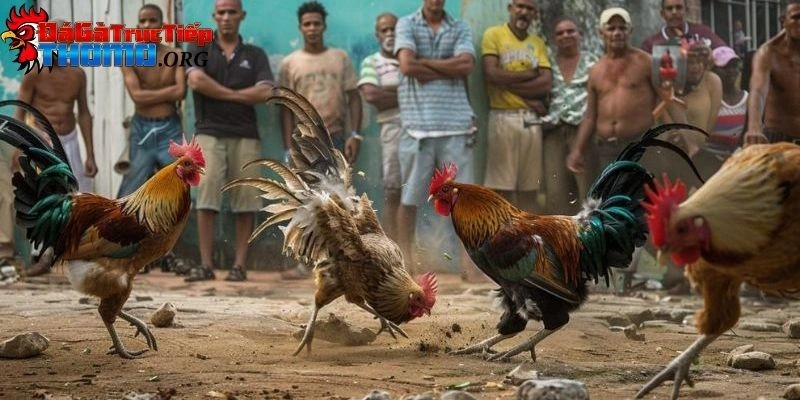 Cấm Kỵ Khi Đem Gà Đi Đá