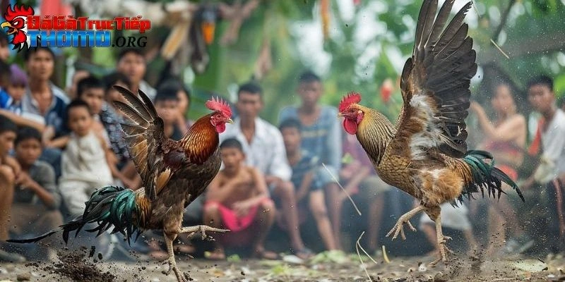 Đá Gà Theo Ngày Âm