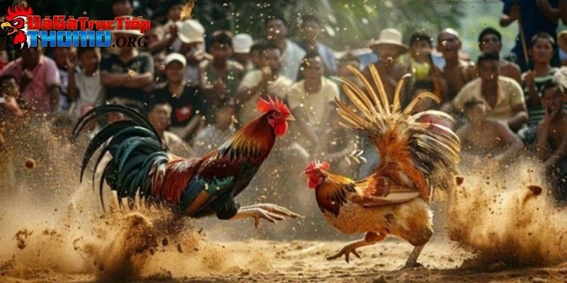 Đá Gà Cựa Dao