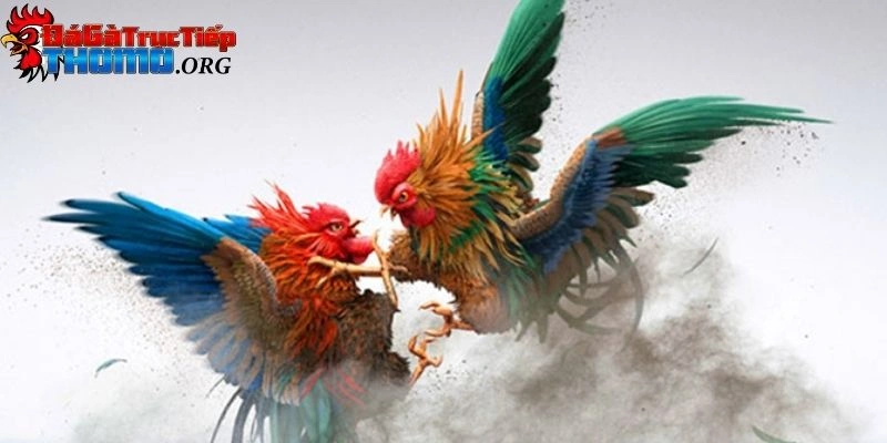 Đá gà cựa sắt