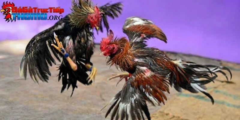 Đá gà cựa sắt