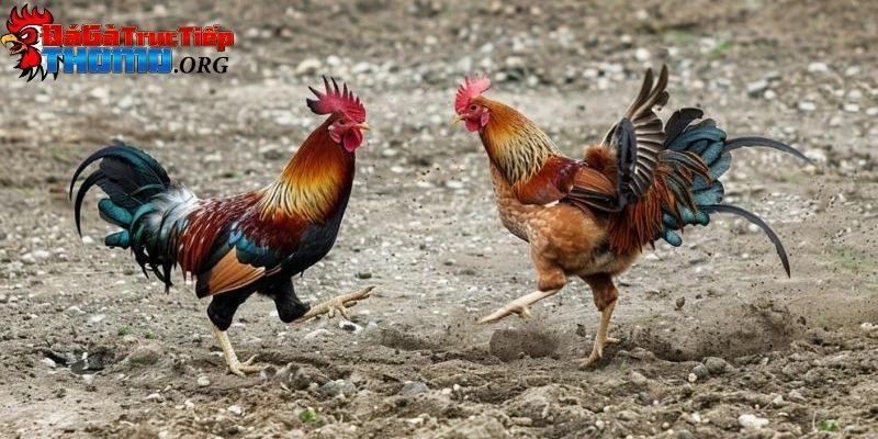 Đá gà miền Tây