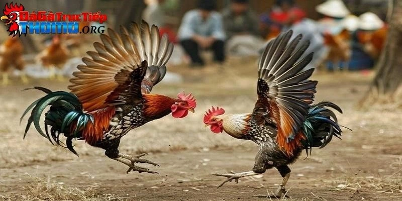 Đá gà trực tiếp Thomo