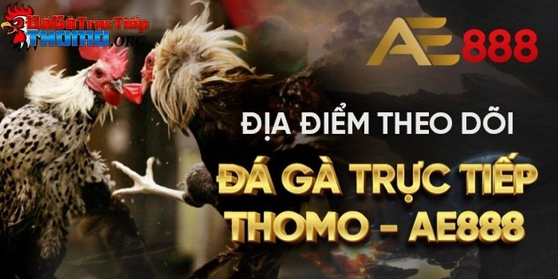 Đá gà trực tiếp Thomo
