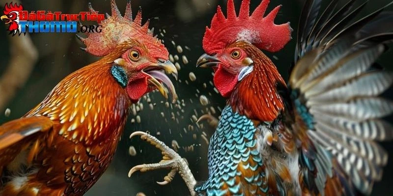 Gà cuban đá cựa sắt