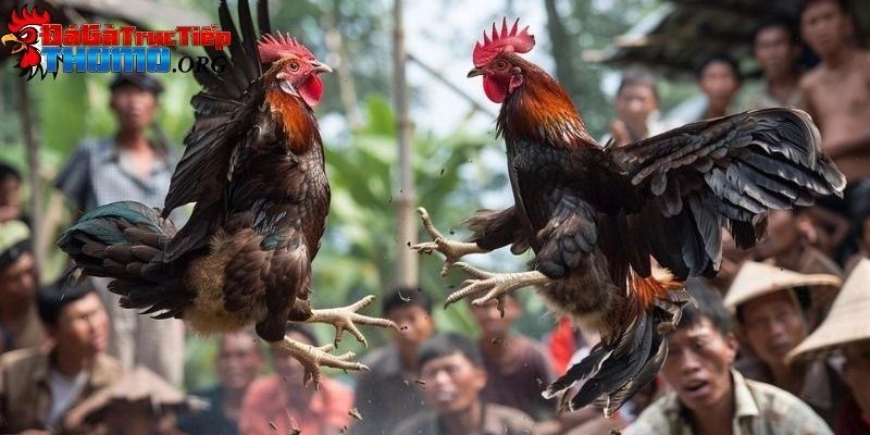 Trực tiếp đà gà Campuchia