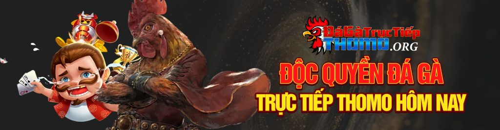 Banner đá gà trực tiếp thomo