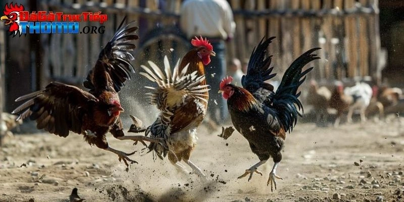 trực tiếp đá gà 67