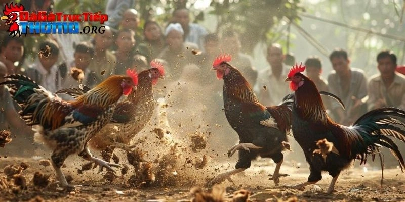 trực tiếp đá gà c3