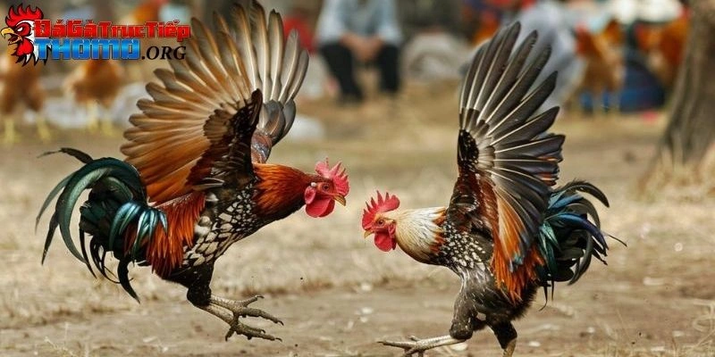 trực tiếp đá gà c3
