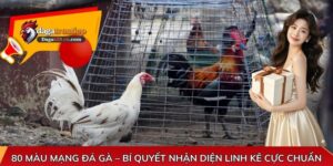 80 màu mạng đá gà