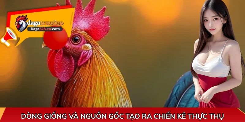 Dòng giống và nguồn gốc tạo ra chiến kê thực thụ