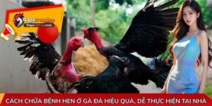 Cách chữa bệnh hen ở gà đá
