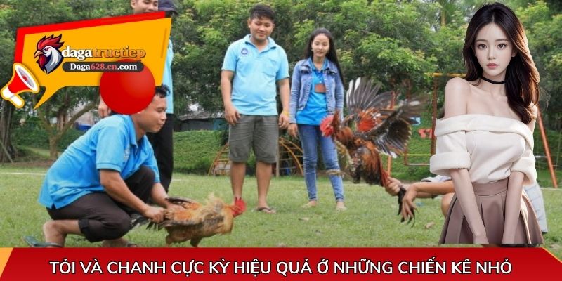 Tỏi và chanh cực kỳ hiệu quả ở những chiến kê nhỏ
