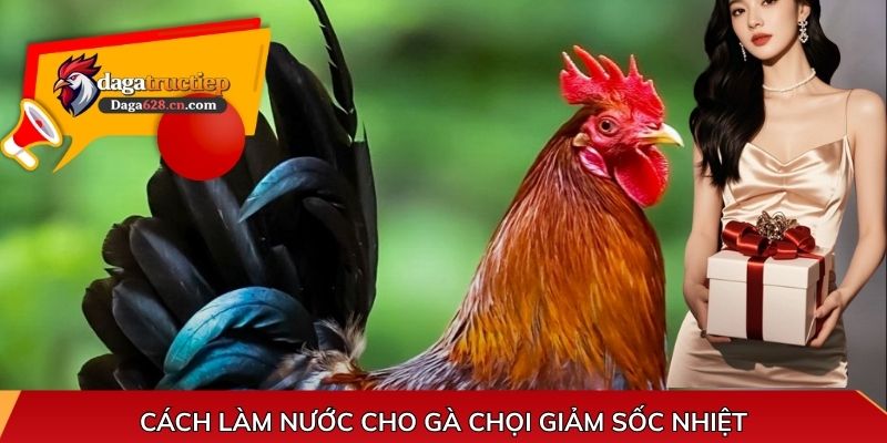 Cách làm nước cho gà chọi giảm sốc nhiệt