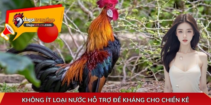 Không ít loại nước hỗ trợ đề kháng cho chiến kê