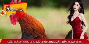 Cách làm nước cho gà chọi