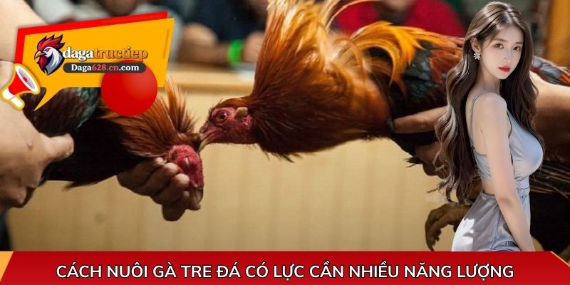 Cách nuôi gà tre đá có lực cần nhiều năng lượng