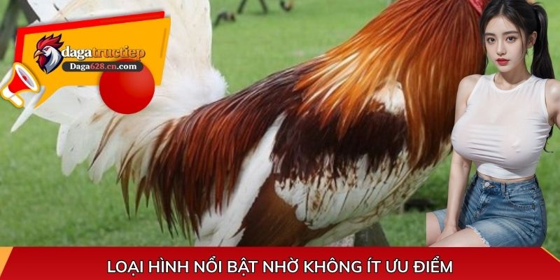 Loại hình nổi bật nhờ không ít ưu điểm