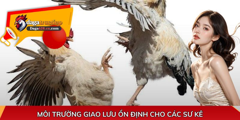 Môi trường giao lưu ổn định cho các sư kê