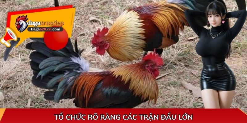 Tổ chức rõ ràng các trận đấu lớn