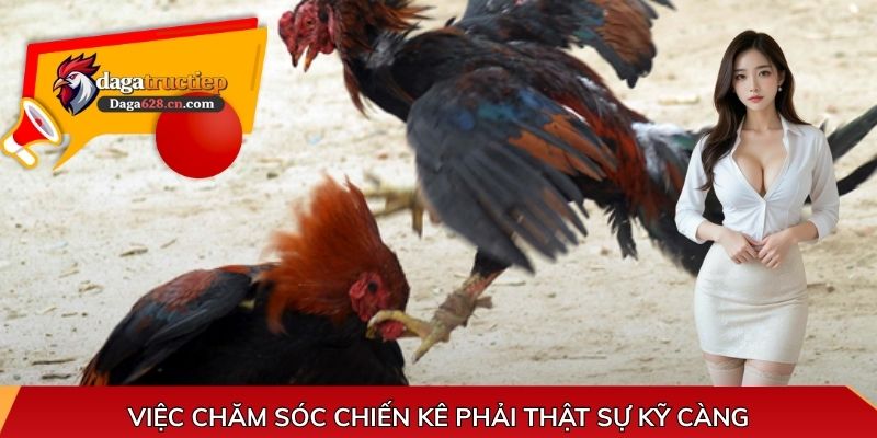 Việc chăm sóc chiến kê phải thật sự kỹ càng