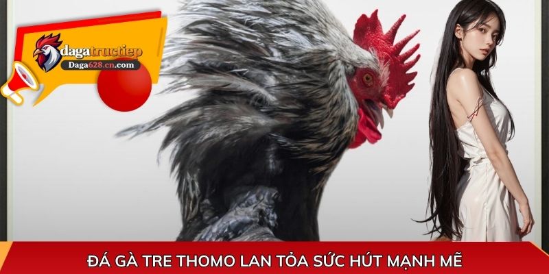 Đá gà tre Thomo lan tỏa sức hút mạnh mẽ