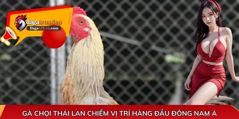 Gà Chọi Thái Lan chiếm vị trí hàng đầu Đông Nam Á