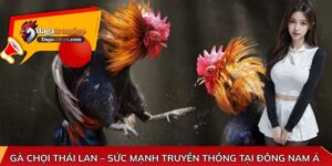 Gà chọi Thái Lan