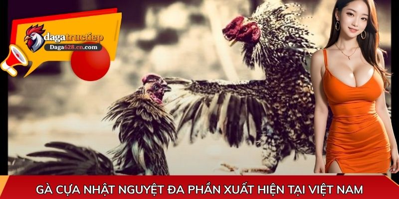 Gà cựa Nhật Nguyệt đa phần xuất hiện tại Việt Nam