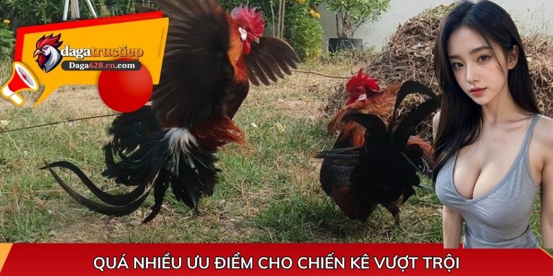 Quá nhiều ưu điểm cho chiến kê vượt trội