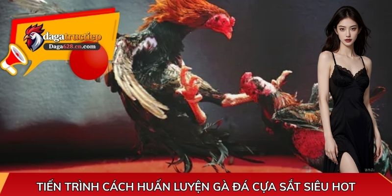 Tiến trình cách huấn luyện gà đá cựa sắt siêu hot