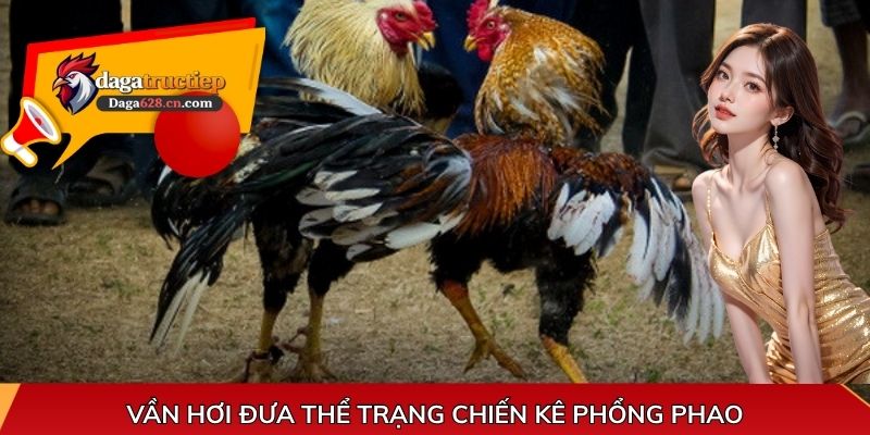 Vần hơi đưa thể trạng chiến kê phổng phao