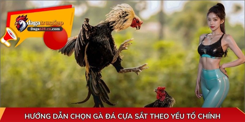 Hướng dẫn chọn gà đá cựa sắt theo yếu tố chính