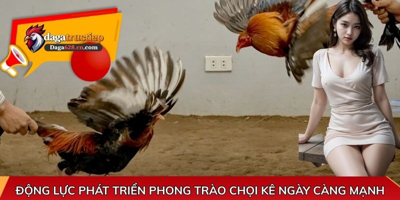 Động lực phát triển phong trào chọi kê ngày càng mạnh