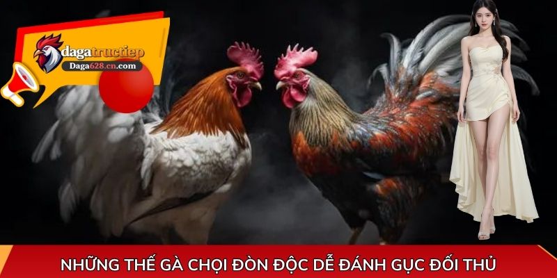 Những thế gà chọi đòn độc dễ đánh gục đối thủ