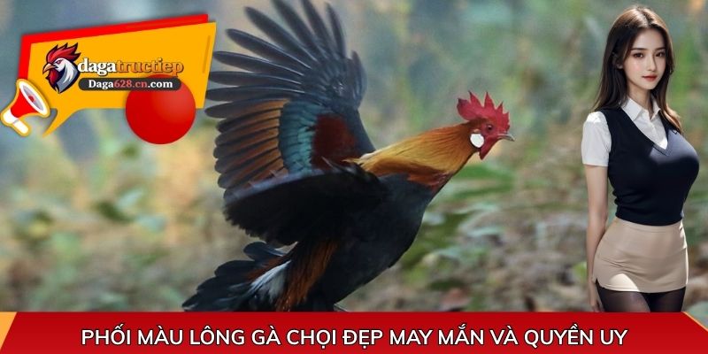 Phối màu lông gà chọi đẹp may mắn và quyền uy