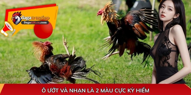 Ô ướt và nhạn là 2 màu cực kỳ hiếm