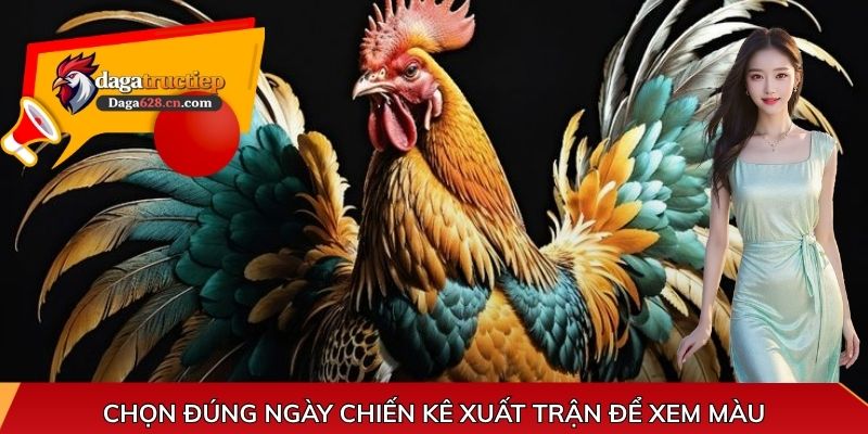 Chọn đúng ngày chiến kê xuất trận để xem màu